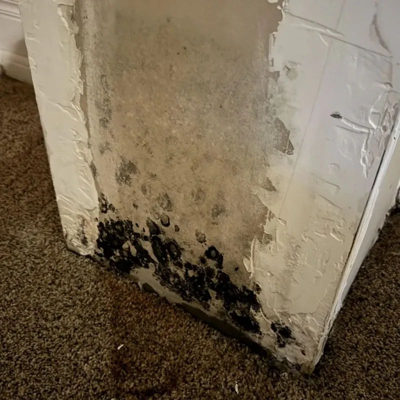 Professional Mold Removal in Buckhannon, WV